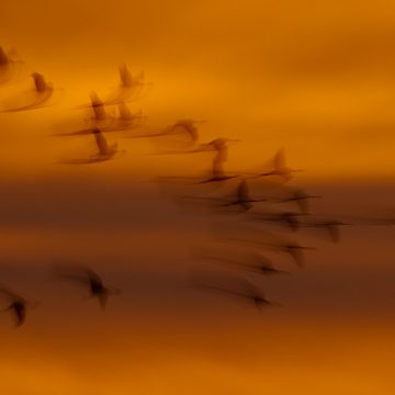 Längere Belichtungszeiten in der Vogel- und Tierfotografie